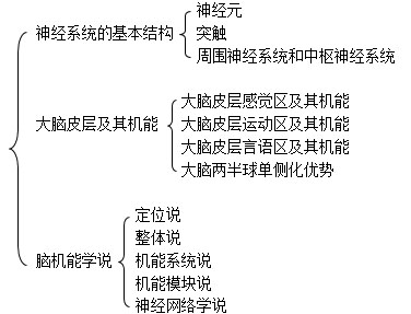 神经系统的基本结构